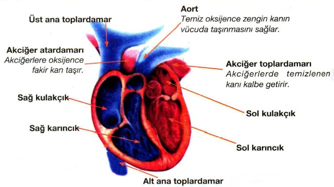 Ana Toplardamarlar