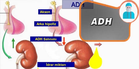 Antidüretik Hormon Nedir