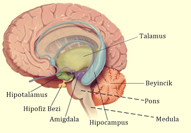 Beyinin Yapısı