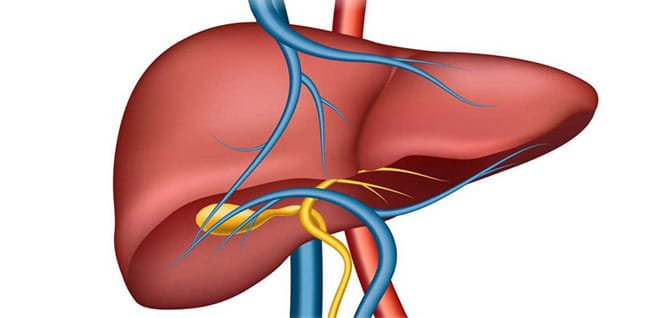 Karaciğer Nedir