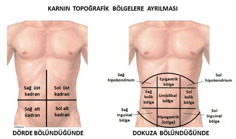 Karın Boşluğu Nedir