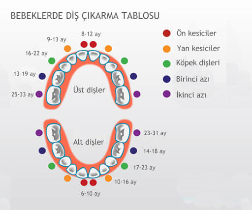 Bebeklerde Diş Çıkarma Tablosu