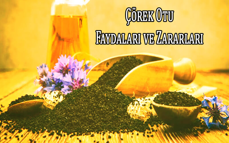 Çörek Otu Nelere İyi Gelir? Faydaları ve Zararları