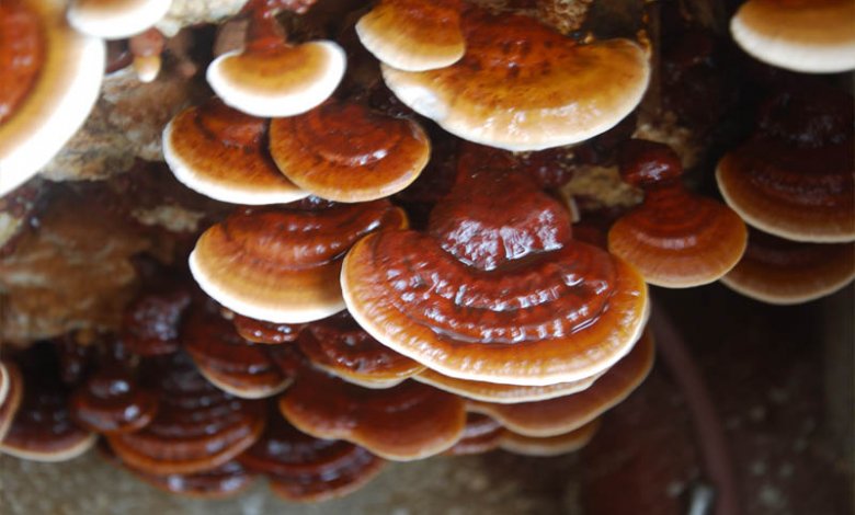 Reishi Mantarının Faydaları. Reyşi Mantarı Nerede Olur?