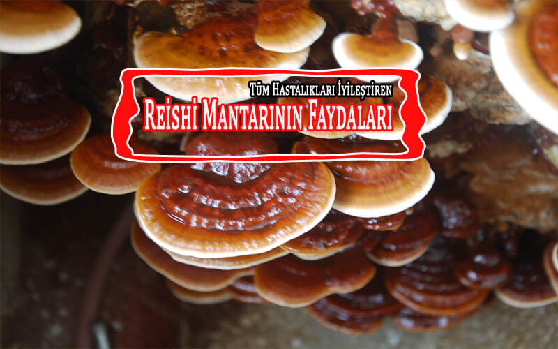 Reishi Mantarının Faydaları. Reyşi Mantarı Nerede Olur?